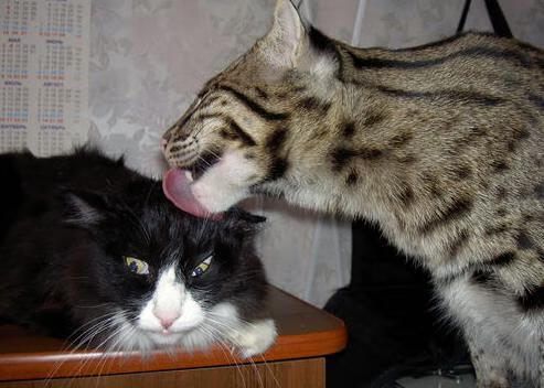 球员个性化品牌打造开启篮球商业新篇章，篮球爱好者个性标签